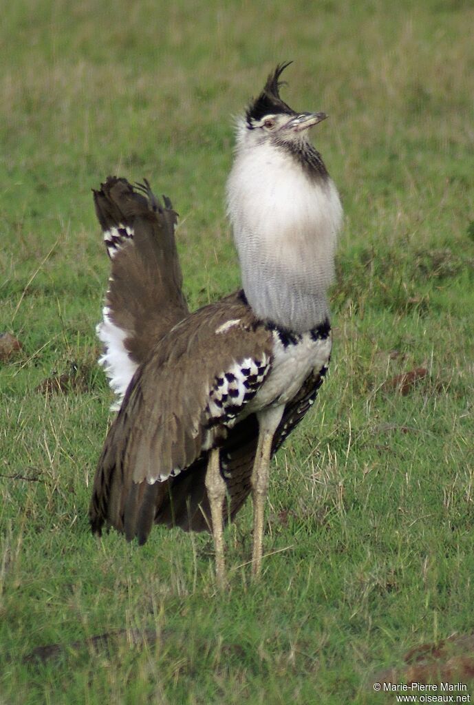 Kori Bustard male adult breeding