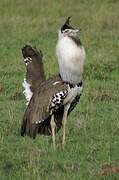 Kori Bustard