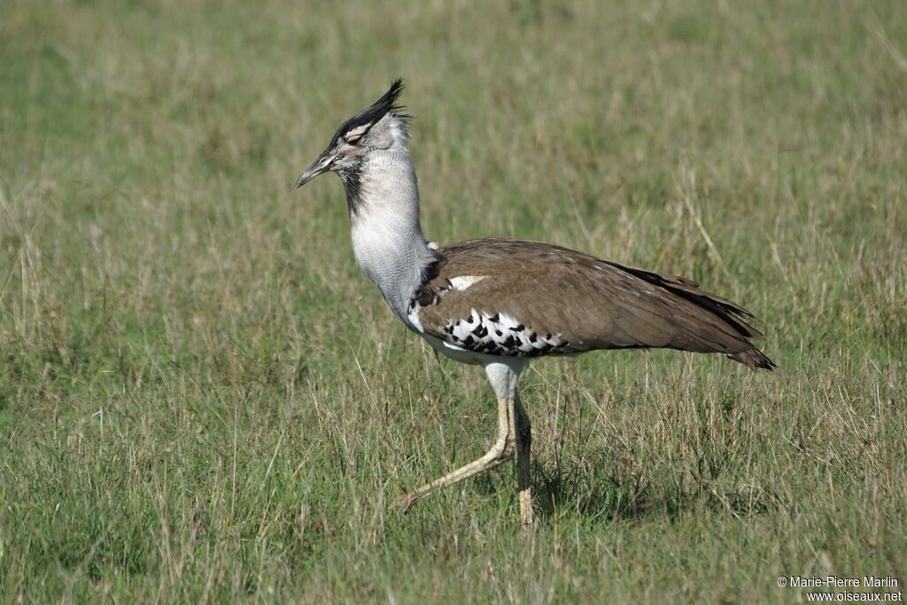 Kori Bustard male adult