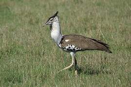 Kori Bustard