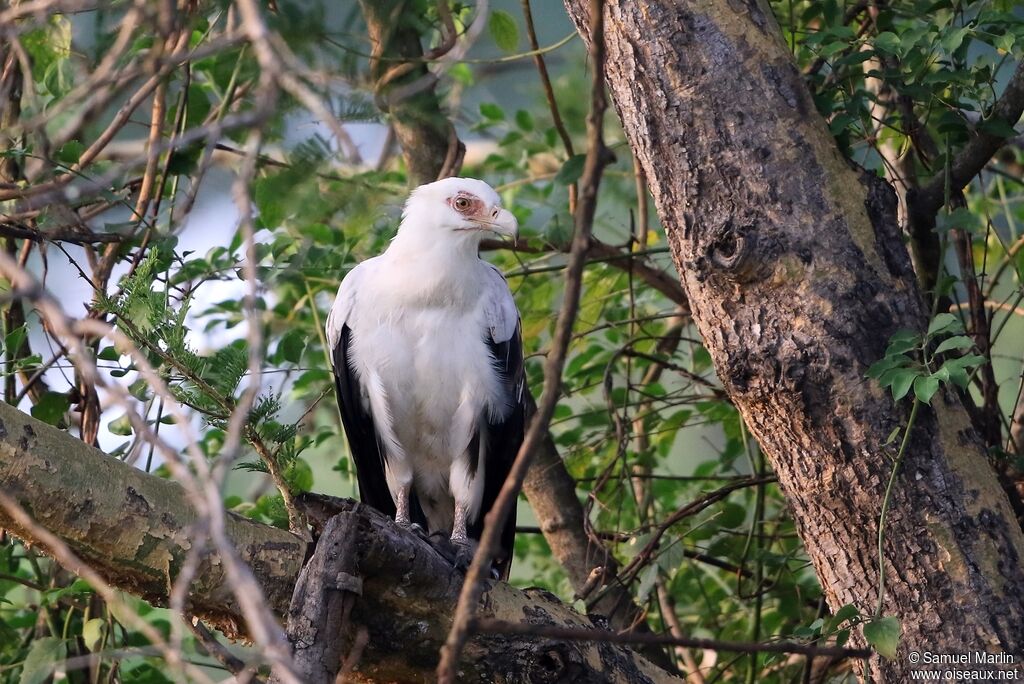 Palm-nut Vulture male adult