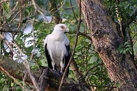 Palm-nut Vulture