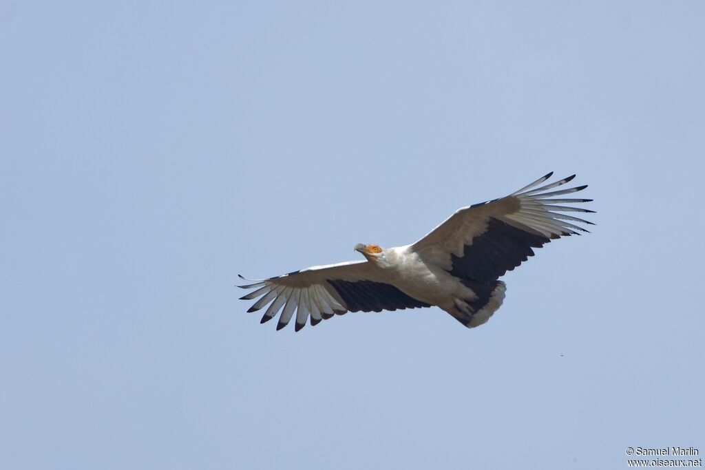 Palm-nut Vultureadult, Flight