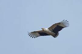 Palm-nut Vulture