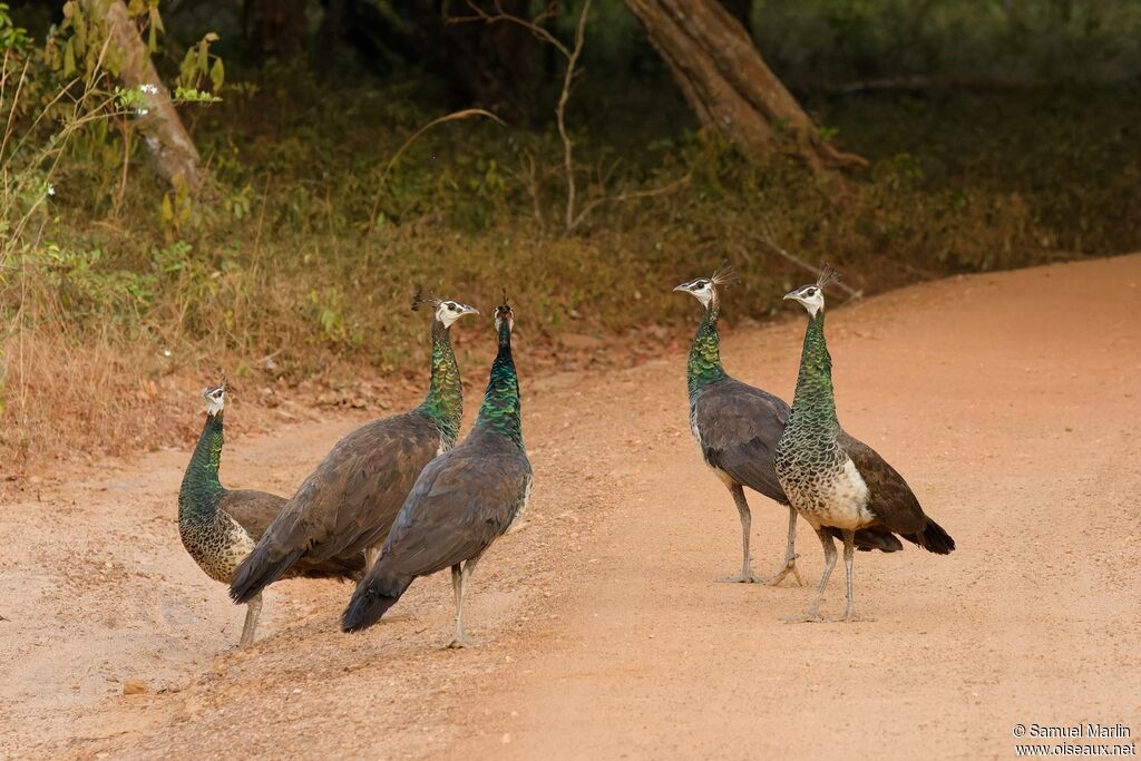 Indian Peafowl female adult