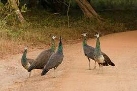 Indian Peafowl