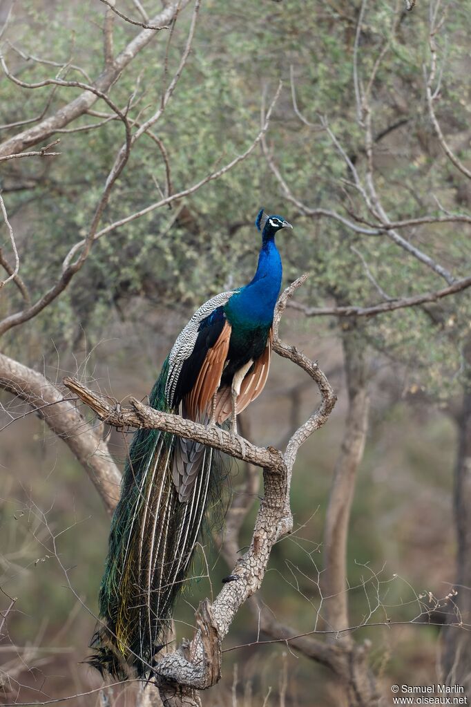 Indian Peafowl male adult