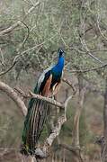 Indian Peafowl