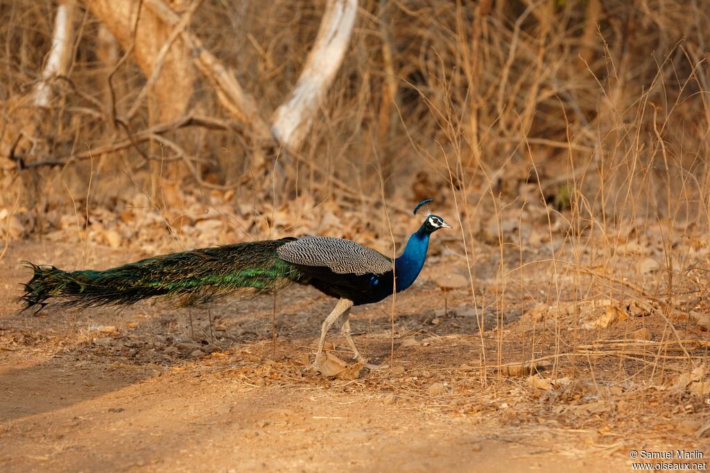 Indian Peafowl male adult