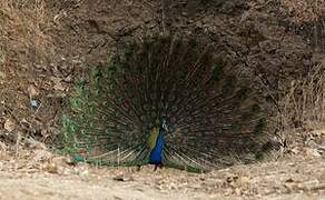 Indian Peafowl