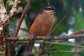 Victoria's Riflebird