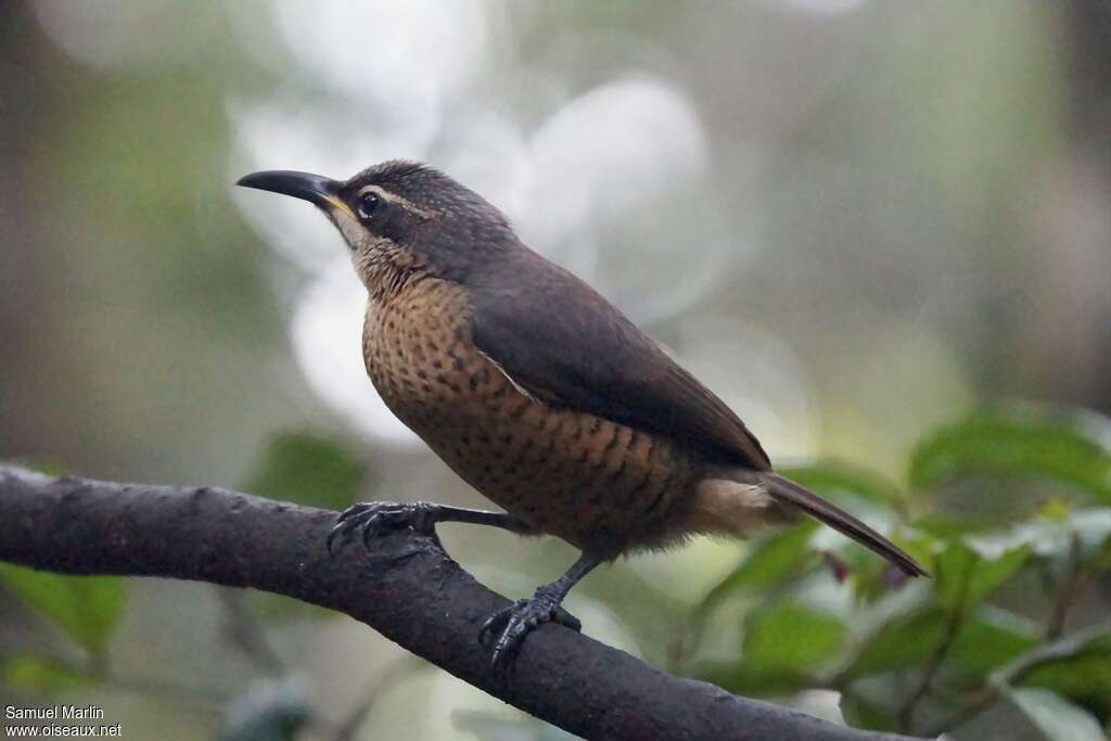 Victoria's Riflebird female adult