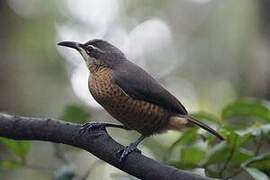 Victoria's Riflebird