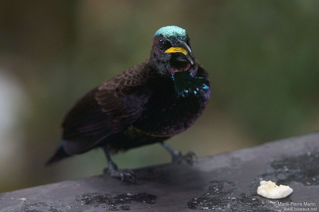 Victoria's Riflebird male adult