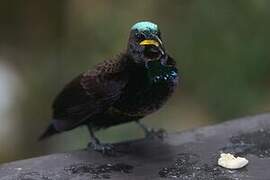 Victoria's Riflebird