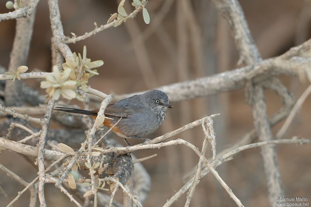 Chestnut-vented Warbleradult