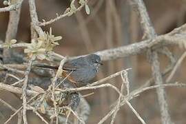 Chestnut-vented Warbler