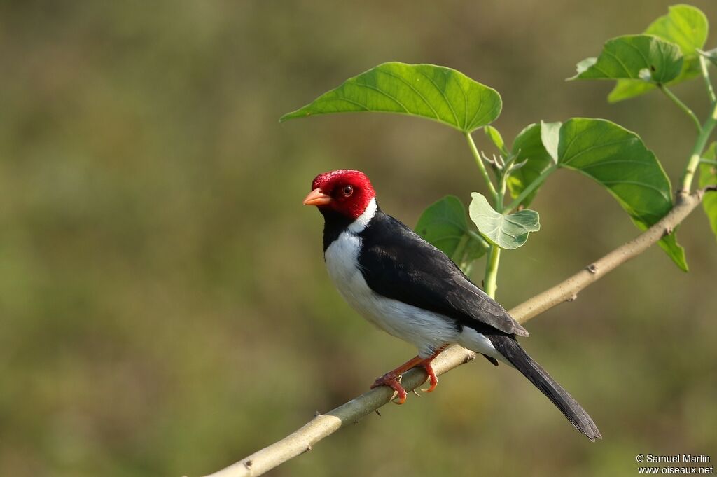 Yellow-billed Cardinaladult