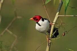 Yellow-billed Cardinal