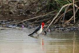 Red-crested Cardinal