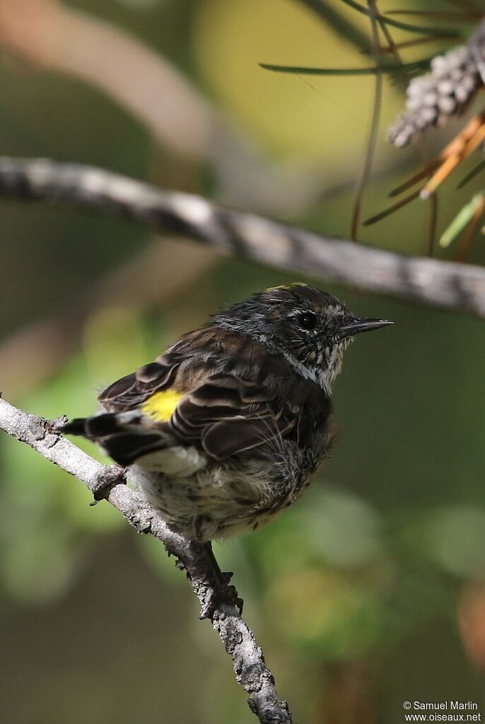 Myrtle Warblersubadult