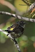 Myrtle Warbler