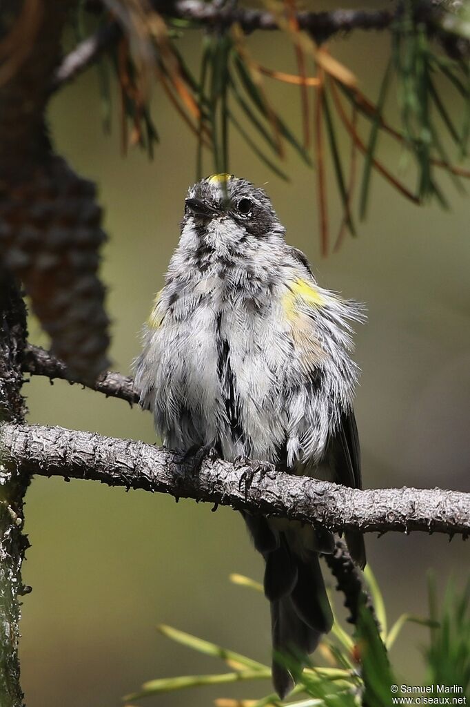 Myrtle Warblersubadult