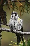 Myrtle Warbler