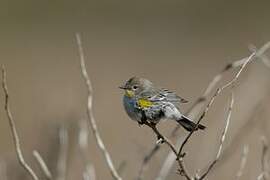 Audubon's Warbler