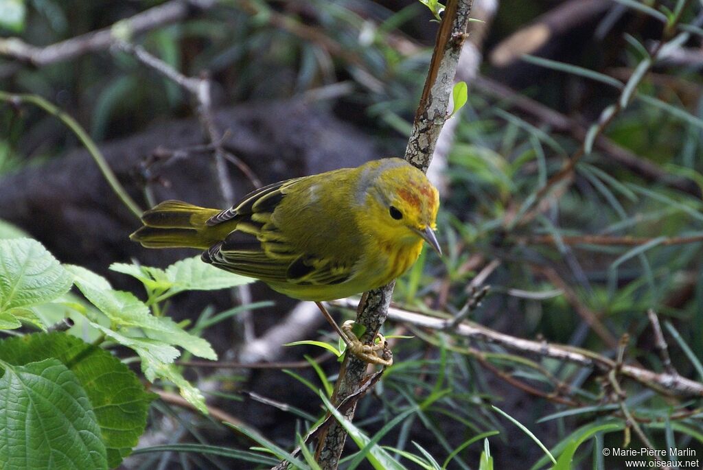 Paruline des mangroves