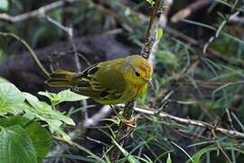 Mangrove Warbler