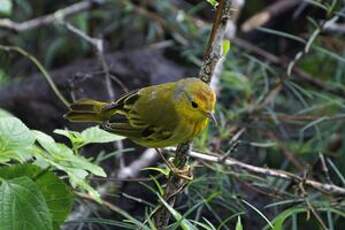 Paruline des mangroves