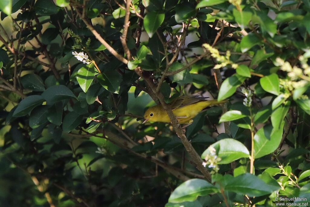 Paruline jaunesubadulte