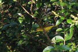 American Yellow Warbler