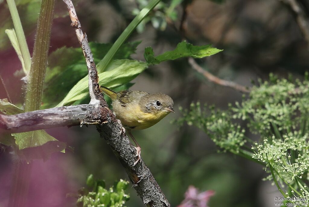 Common Yellowthroatjuvenile