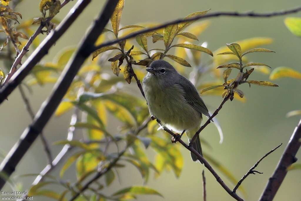 Orange-crowned WarblerFirst year, identification