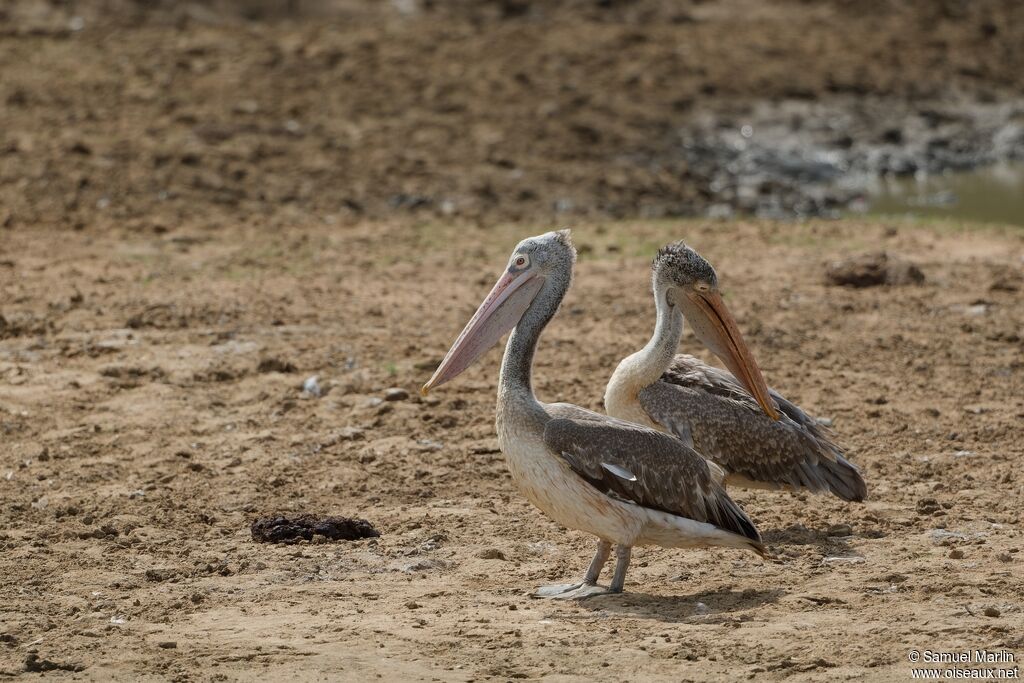 Spot-billed Pelicanadult