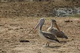 Spot-billed Pelican