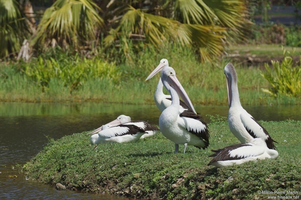 Australian Pelicanadult