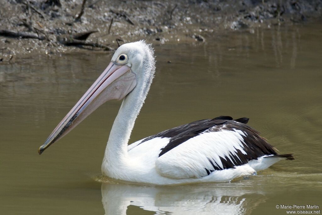 Australian Pelicanadult