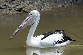 Australian Pelican