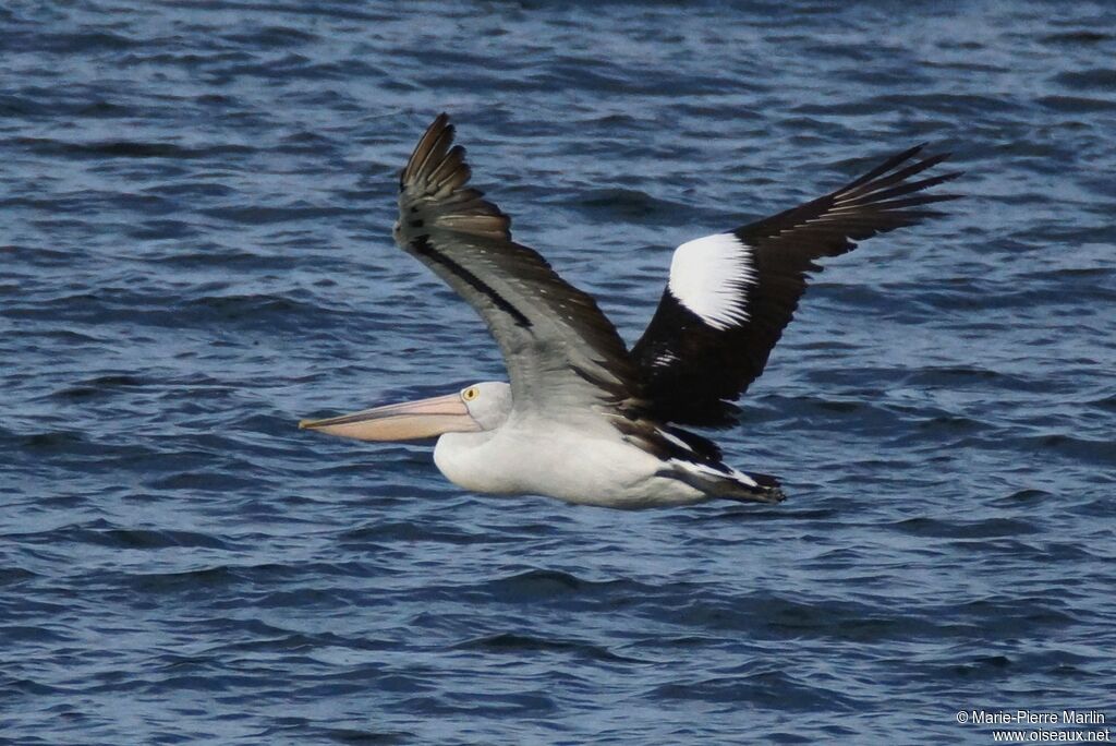 Australian Pelicanadult, Flight