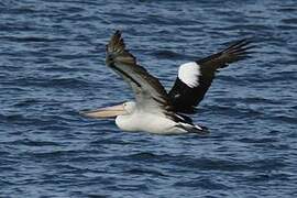 Australian Pelican