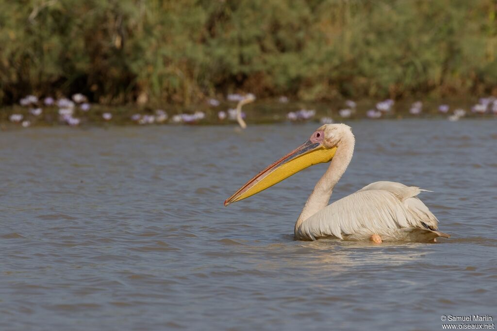 Great White Pelicanadult