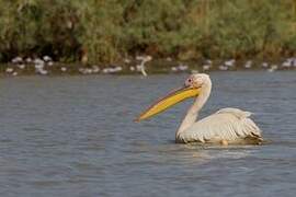 Great White Pelican