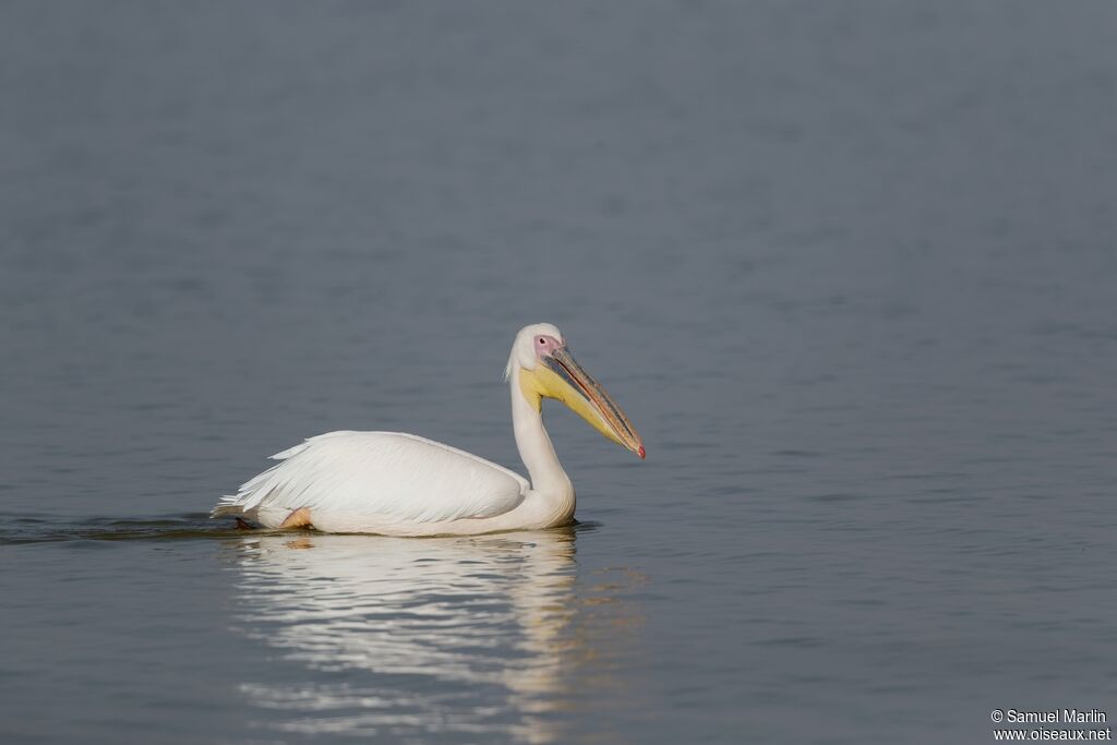 Pélican blancadulte