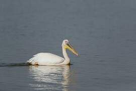 Great White Pelican