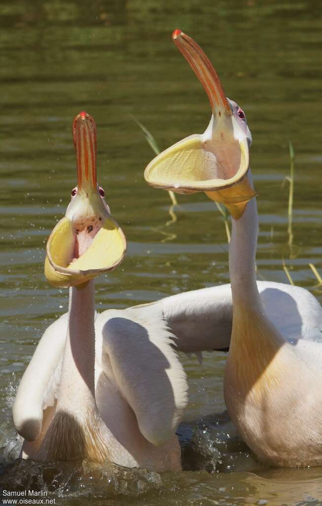 Pélican blancadulte, pêche/chasse