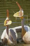 Great White Pelican