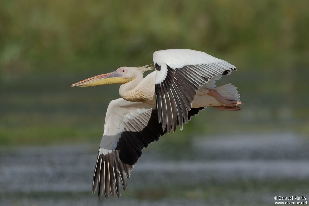 Great White Pelicanadult, Flight